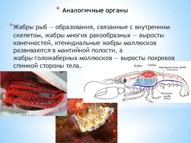 Аналогичные органы Жабры рыб — образования, связанные с внутренним скелетом, жабры многих