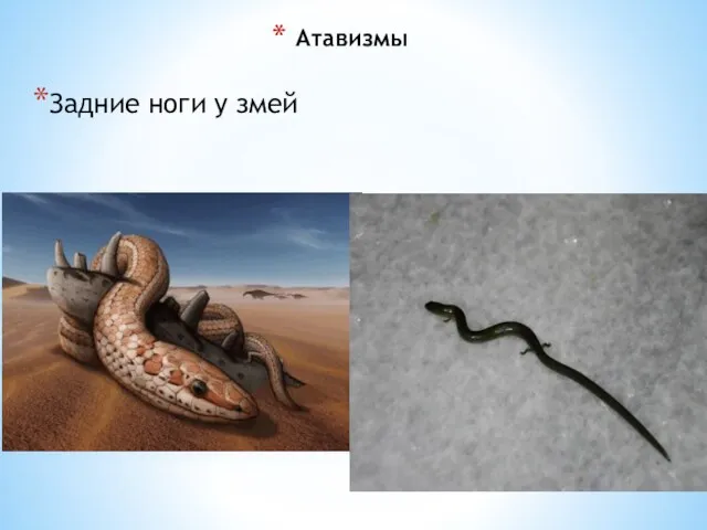 Атавизмы Задние ноги у змей