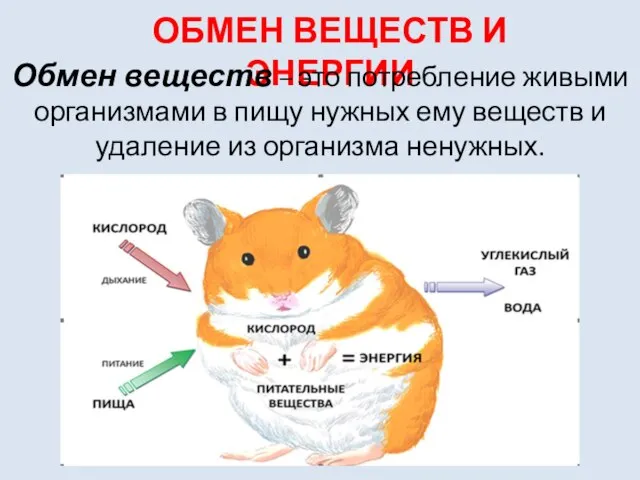 ОБМЕН ВЕЩЕСТВ И ЭНЕРГИИ Обмен веществ – это потребление живыми организмами в