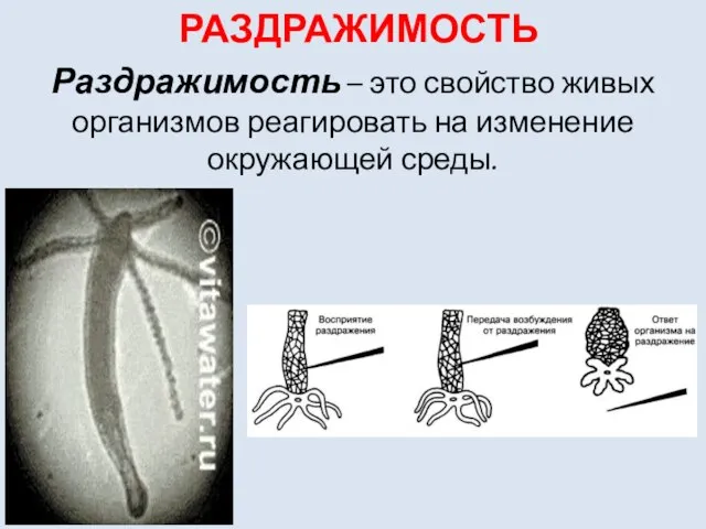 РАЗДРАЖИМОСТЬ Раздражимость – это свойство живых организмов реагировать на изменение окружающей среды.