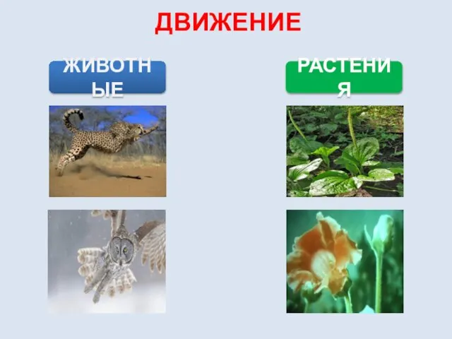 РАСТЕНИЯ ЖИВОТНЫЕ ДВИЖЕНИЕ