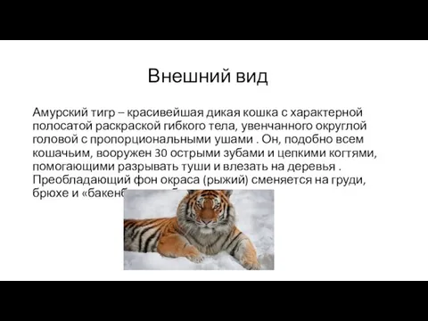 Внешний вид Амурский тигр – красивейшая дикая кошка с характерной полосатой раскраской