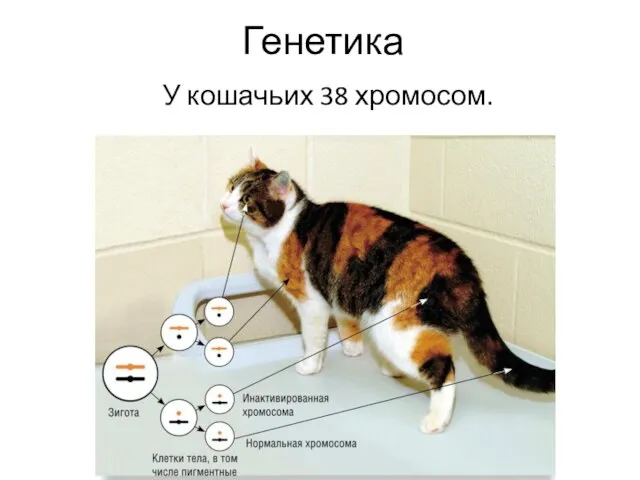 Генетика У кошачьих 38 хромосом.