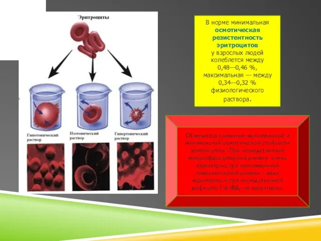 В норме минимальная осмотическая резистентность эритроцитов у взрослых людей колеблется между 0,48—0,46