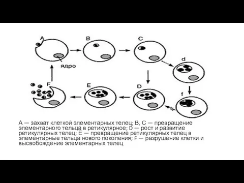 А — захват клеткой элементарных телец; В, С — превращение элементарного тельца