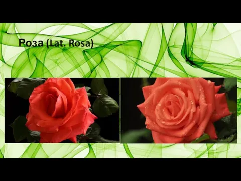Роза (Lat. Rosa)