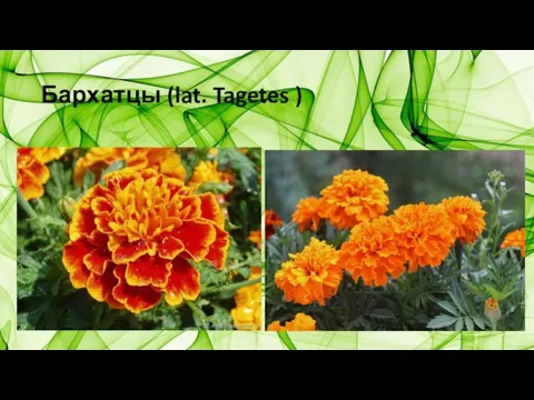 Бархатцы (lat. Tagetes )