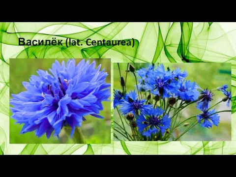 Василёк (lat. Centaurea)