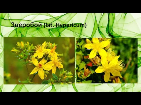 Зверобой (lat. Hypericum)