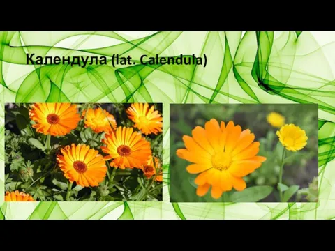 Календула (lat. Calendula)