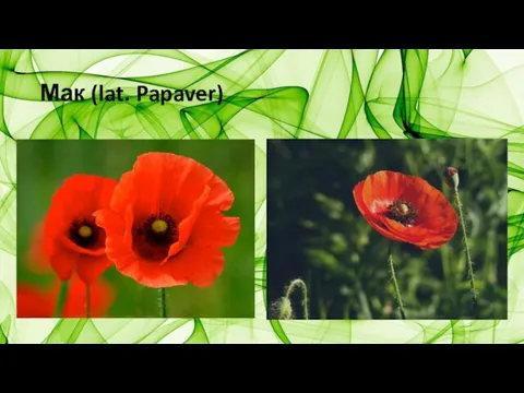 Мак (lat. Papaver)