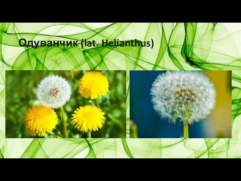 Одуванчик (lat. Helianthus)