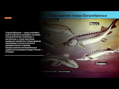 Осетрообра́зные — отряд лучепёрых рыб из подкласса хрящевых ганоидов, который включает осетровых