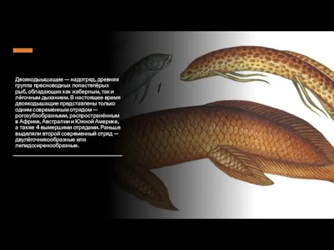 Двоякодыышащие — надотряд, древняя группа пресноводных лопастепёрых рыб, обладающих как жаберным, так