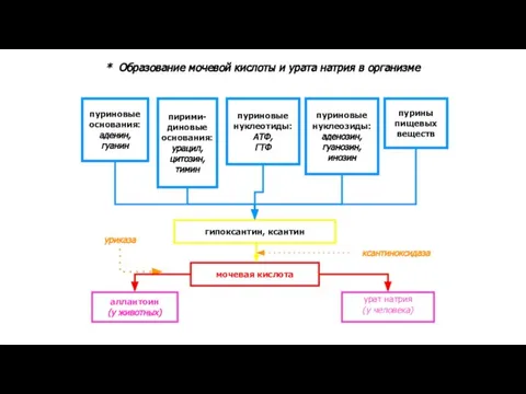 пуриновые основания: аденин, гуанин пирими- диновые основания: урацил, цитозин, тимин пуриновые нуклеотиды: