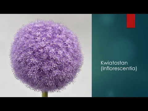 Kwiatostan (Inflorescentia)