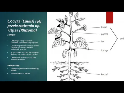 Łodyga (Caulis) i jej przekształcenia np. Kłącza (Rhizoma) Funkcje: utrzymuje w odpowiednim