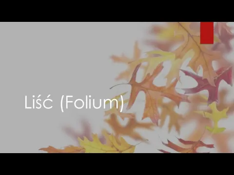 Liść (Folium)