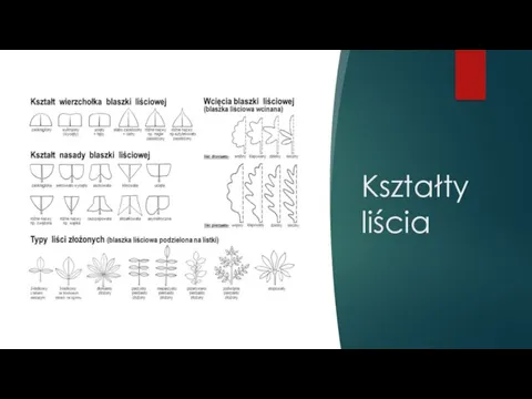 Kształty liścia