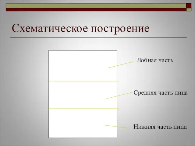 Схематическое построение Лобная часть Носовая часть Носовая часть Средняя часть лица Нижняя часть лица