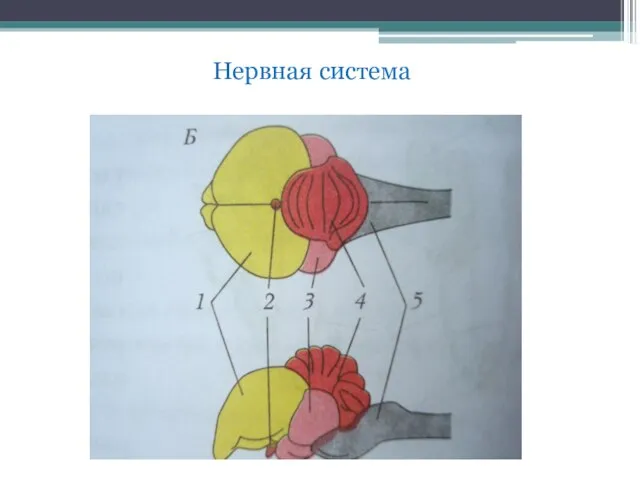 Нервная система