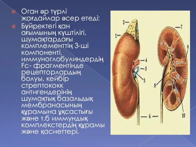 Оган әр түрлі жағдайлар әсер етеді: Бүйректегі қан ағымының күштілігі, шумақтардағы комплементтің