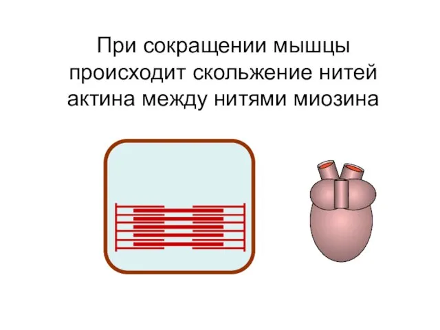 При сокращении мышцы происходит скольжение нитей актина между нитями миозина