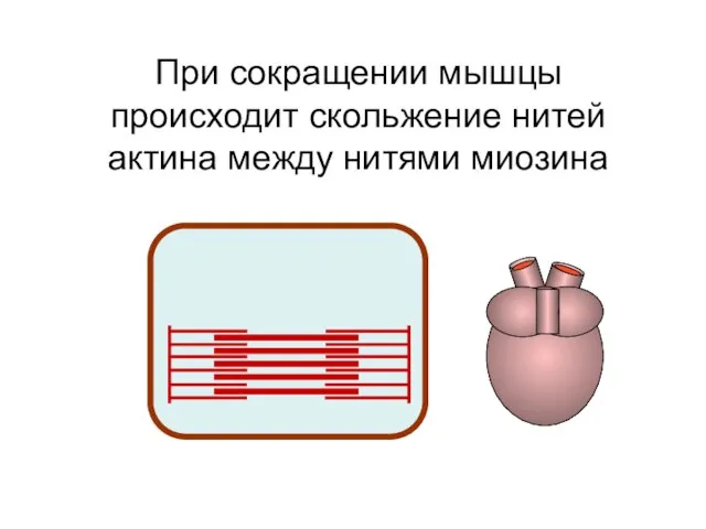 При сокращении мышцы происходит скольжение нитей актина между нитями миозина