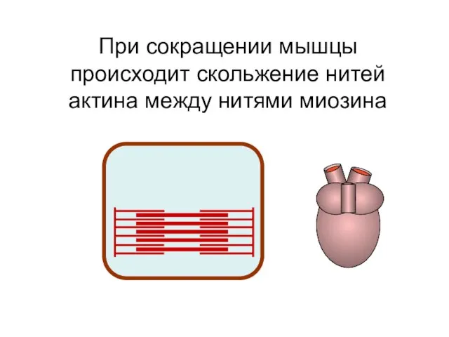 При сокращении мышцы происходит скольжение нитей актина между нитями миозина