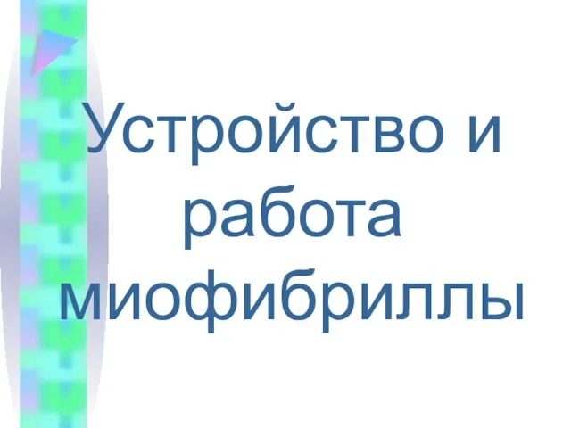 Устройство и работа миофибриллы