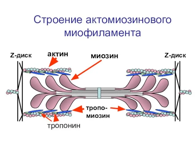 Z-диск актин миозин тропо-миозин тропонин Строение актомиозинового миофиламента Z-диск