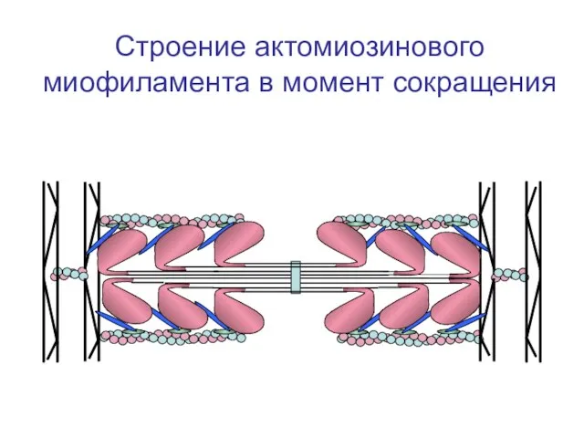 Строение актомиозинового миофиламента в момент сокращения