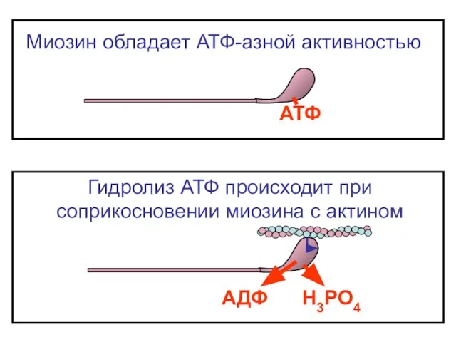 Миозин обладает АТФ-азной активностью АТФ Гидролиз АТФ происходит при соприкосновении миозина с актином АДФ Н3РО4