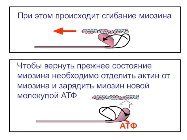 При этом происходит сгибание миозина АТФ Чтобы вернуть прежнее состояние миозина необходимо