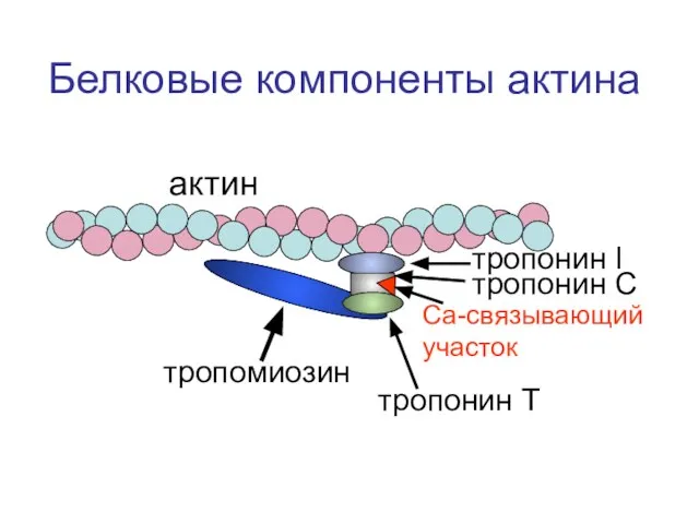 тропонин I тропонин С тропонин Т тропомиозин актин Белковые компоненты актина Са-связывающий участок