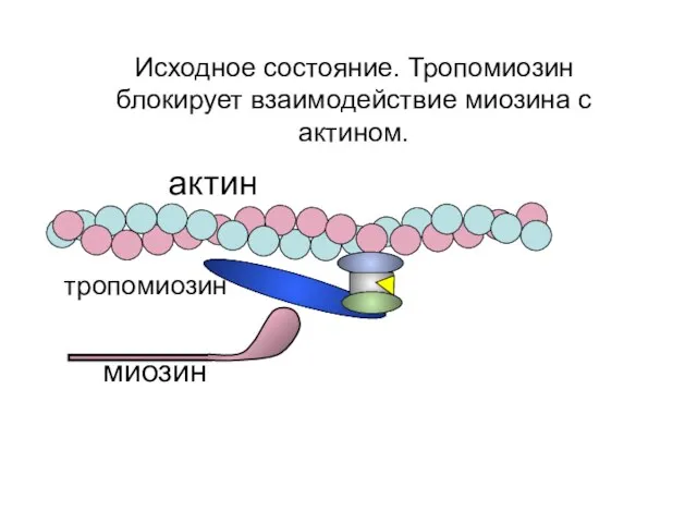 актин миозин Исходное состояние. Тропомиозин блокирует взаимодействие миозина с актином. тропомиозин