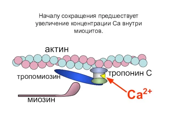 актин Са2+ миозин тропомиозин тропонин С Началу сокращения предшествует увеличение концентрации Са внутри миоцитов.