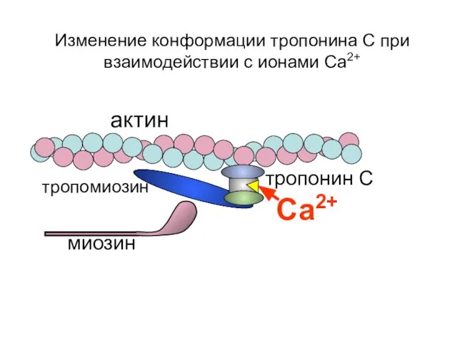 актин Са2+ Изменение конформации тропонина С при взаимодействии с ионами Са2+ миозин тропомиозин тропонин С