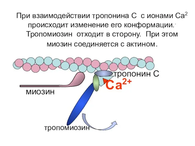 Са2+ При взаимодействии тропонина С с ионами Са2 происходит изменение его конформации..