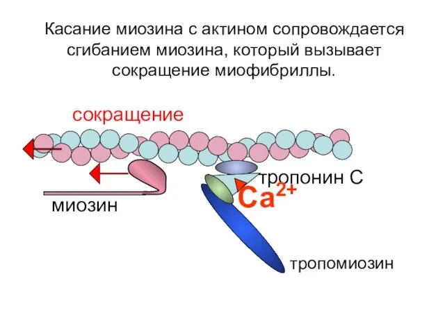 сокращение Касание миозина с актином сопровождается сгибанием миозина, который вызывает сокращение миофибриллы.