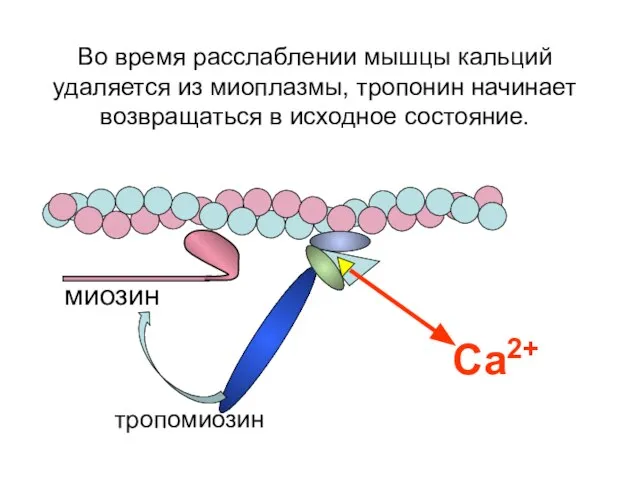 Са2+ Во время расслаблении мышцы кальций удаляется из миоплазмы, тропонин начинает возвращаться