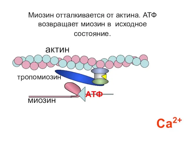 актин Са2+ АТФ Миозин отталкивается от актина. АТФ возвращает миозин в исходное состояние. миозин тропомиозин