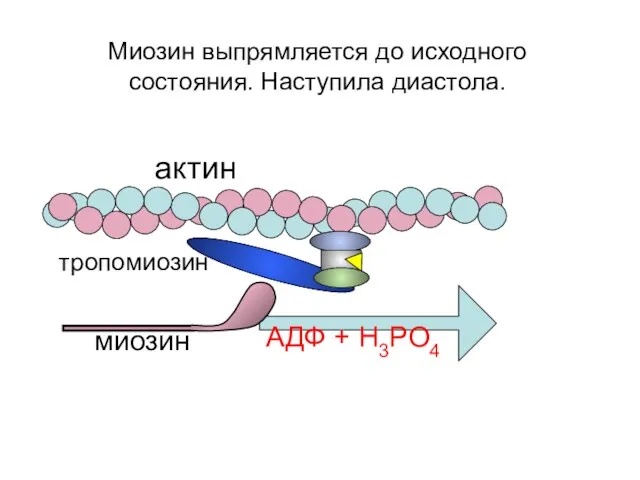 актин миозин Миозин выпрямляется до исходного состояния. Наступила диастола. АДФ + Н3РО4 тропомиозин