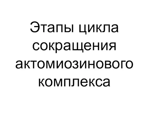 Этапы цикла сокращения актомиозинового комплекса