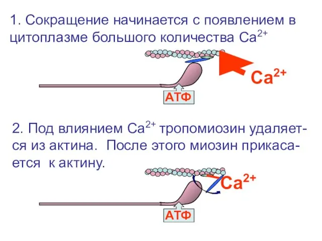 АТФ АТФ Са2+ Са2+ 1. Сокращение начинается с появлением в цитоплазме большого