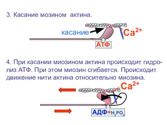 АТФ АДФ+Н3РО4 3. Касание мозином актина. 4. При касании миозином актина происходит