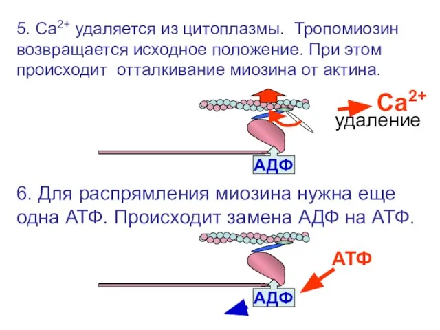 5. Са2+ удаляется из цитоплазмы. Тропомиозин возвращается исходное положение. При этом происходит