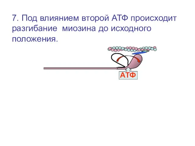 АТФ 7. Под влиянием второй АТФ происходит разгибание миозина до исходного положения.