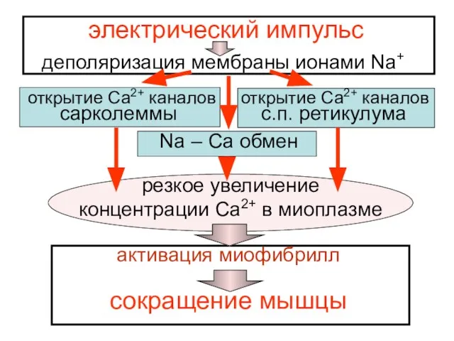 электрический импульс деполяризация мембраны ионами Nа+ открытие Са2+ каналов открытие Са2+ каналов