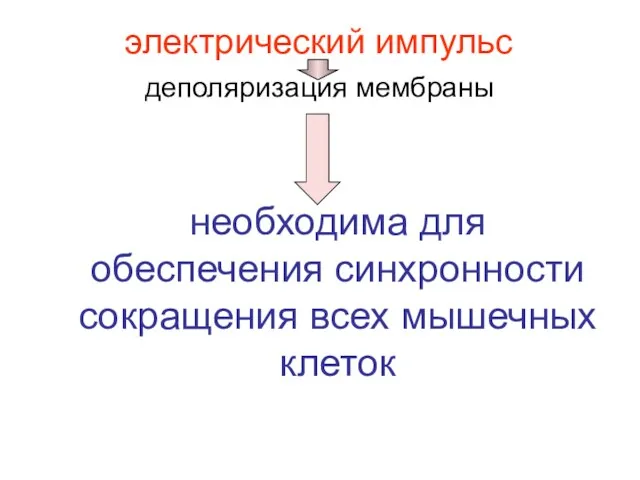 электрический импульс деполяризация мембраны необходима для обеспечения синхронности сокращения всех мышечных клеток